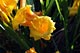 Day Lilies
