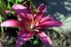 Asian Lily