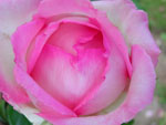 image-tn-2.jpg