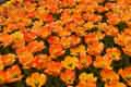 DSC_3918-tn.jpg