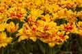 DSC_3919-tn.jpg