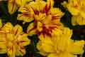 DSC_3920-tn.jpg