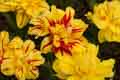 DSC_3921-tn.jpg