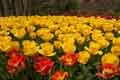 DSC_3923-tn.jpg