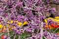 DSC_3925-tn.jpg