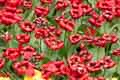 DSC_3942-tn.jpg