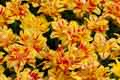 DSC_3943-tn.jpg