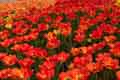 DSC_3956-tn.jpg