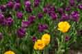 DSC_3959-tn.jpg