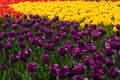 DSC_3960-tn.jpg